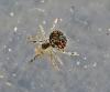 Paidiscura pallens